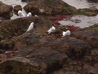 Aves que serán objeto de estudio