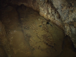 Fósil de un oso cavernario en la Cueva de La Peruyal