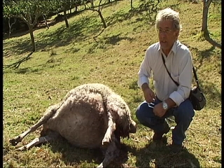 César José Llanes con una de sus ovejas atacada por los lobos