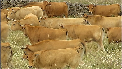 Vacas de 'Asturiana de los Valles' en Extremadura