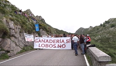 Protesta de los ganaderos en la carretera a los Lagos de Covadonga