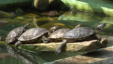 Tortugas en el Parque García Lago de La Felguera