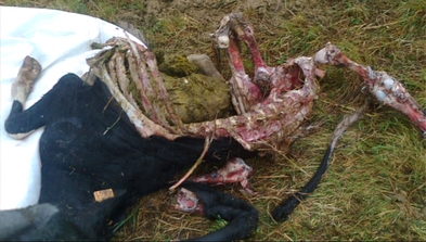 Los ataques han causado la muerte de varias vacas. 