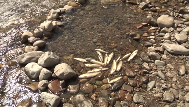 Truchas muertas en el río Narcea
