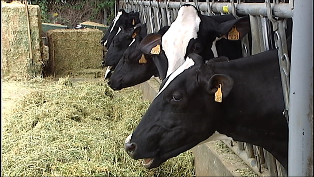 Vacas asturianas