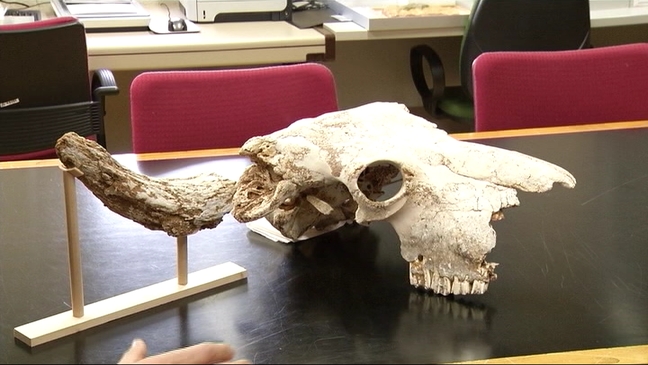 Cráneo de rinoceronte