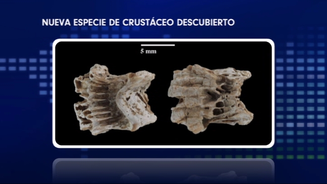 Placa con restos del crustáceo descubierto en Tito Bustillo