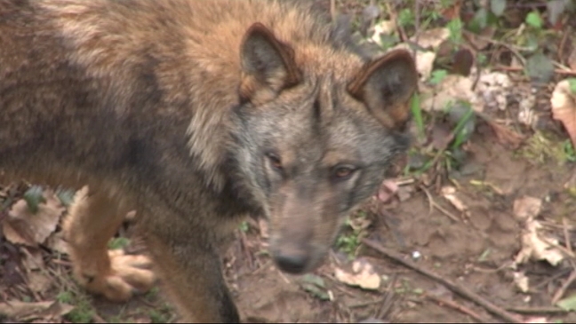 Lobo