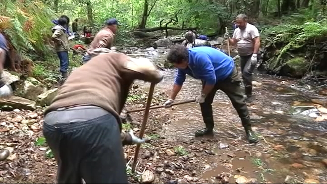 Voluntarios y pescadores preparan las camas de freza para el salmón