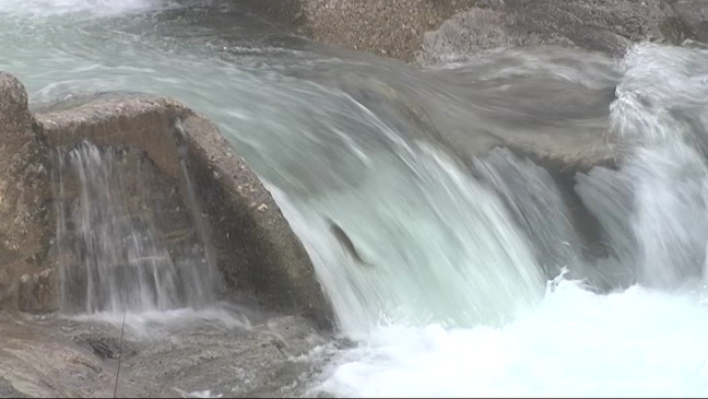 Salmon en la escala de Caño en el río Sella