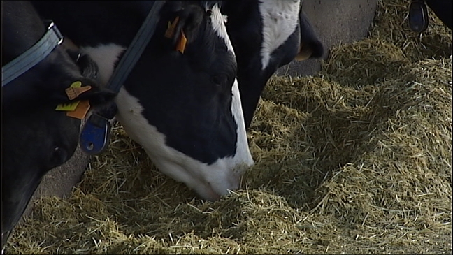 Buscan demostrar que la leche de vacas que pastan en la cornisa es más saludable