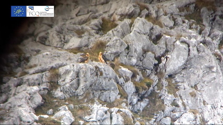  El quebrantahuesos se reproduce en Picos de Europa 