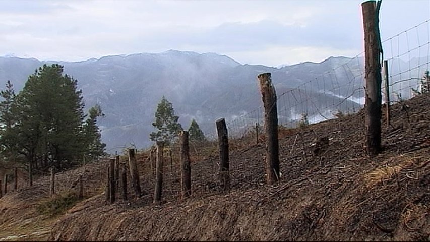  Un incendio calcina una plantación forestal en Cangas de Onís 