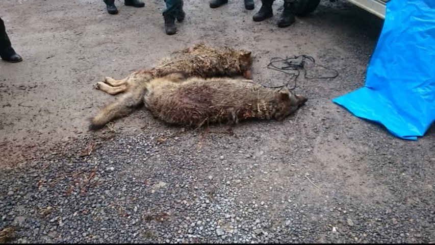 Lobos hallados muertos en Arriondas