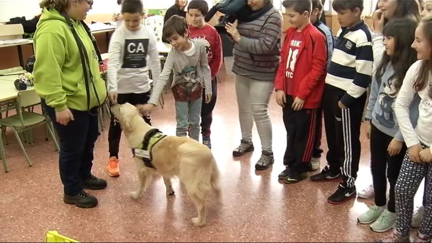 Interactuar con perros, una nueva terapia para prevenir el acoso escolar - 