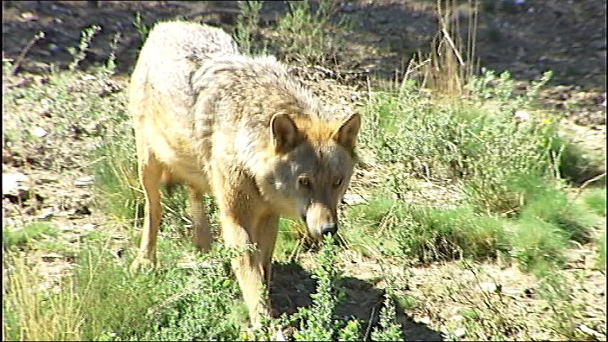 Lobo en el centro de Robledo de Sanabria, Zamora