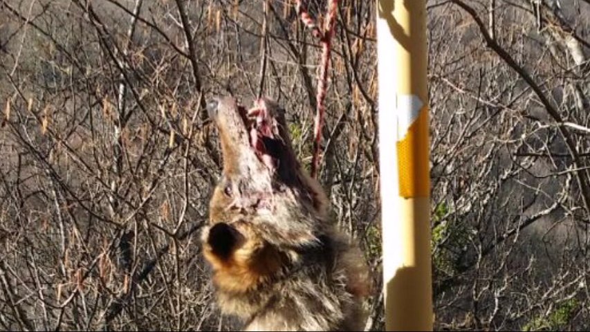 Lobo muerto colgado de una señal