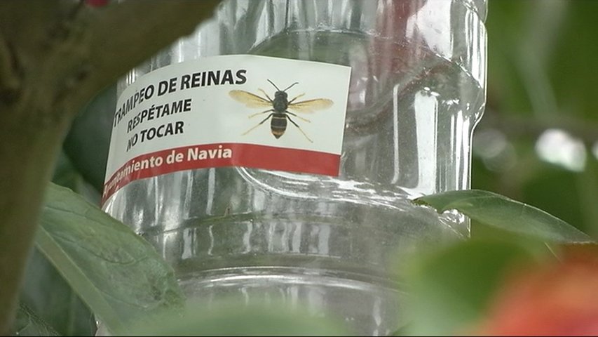 Trampa para avispa velutina