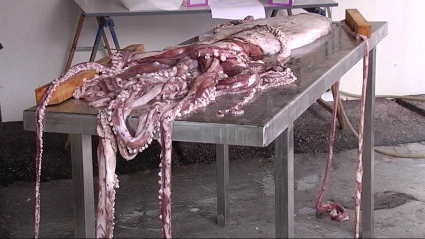 Necropsia a un calamar gigante encontrado en Llanes	