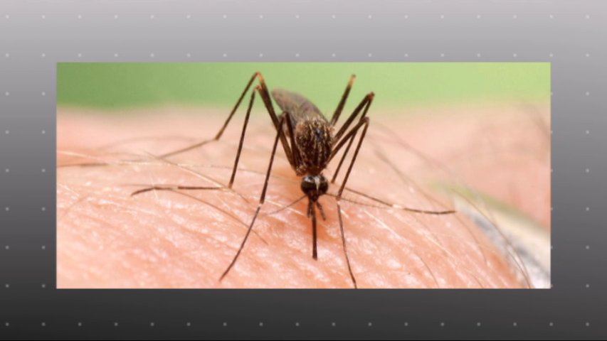 Identifican en Siero un mosquito asiático transmisor del virus Nilo