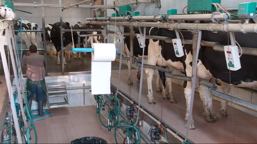 Vacas atendidas por reproducción asistida