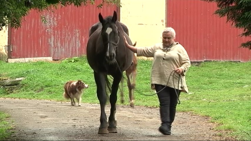  La familia de Inmaculada Adeba cría y exporta caballos por todo mundo