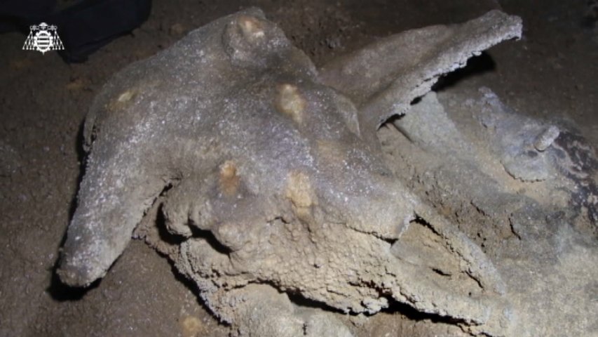 Los restos fósiles de un buey almizclero hallados en la cueva de Los Picos de Europa 