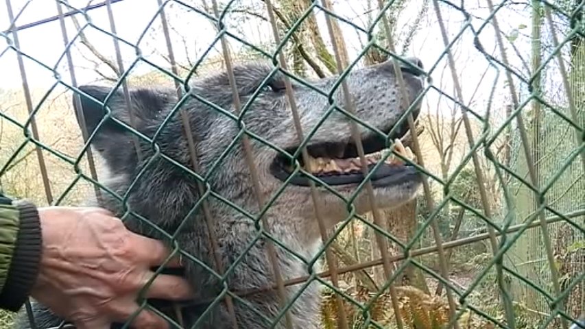 Tizón, el lobo del zoo de Cangas de Onís 