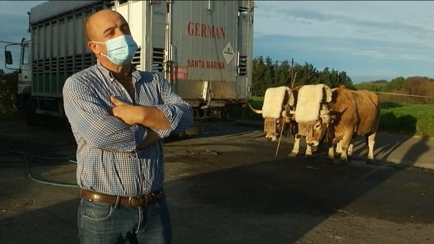  Germán Albuerne lleva casi 20 años criando bueyes en Santa Marina