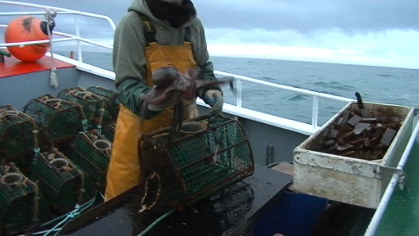 Pesca de pulpo con sello azul en las aguas occidentales del Principado