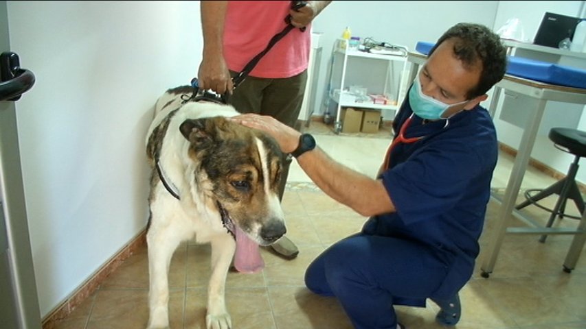 Un veterinario poniéndole una vacuna a un perro