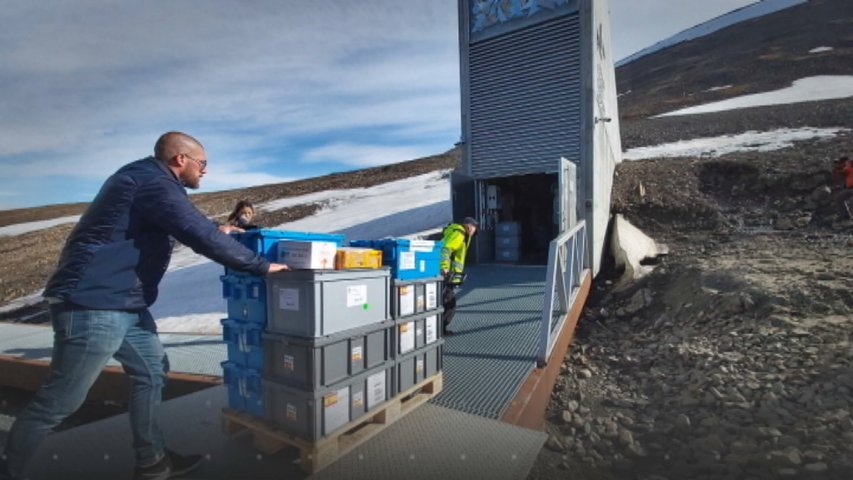 Banco Mundial de Semillas Svalbard