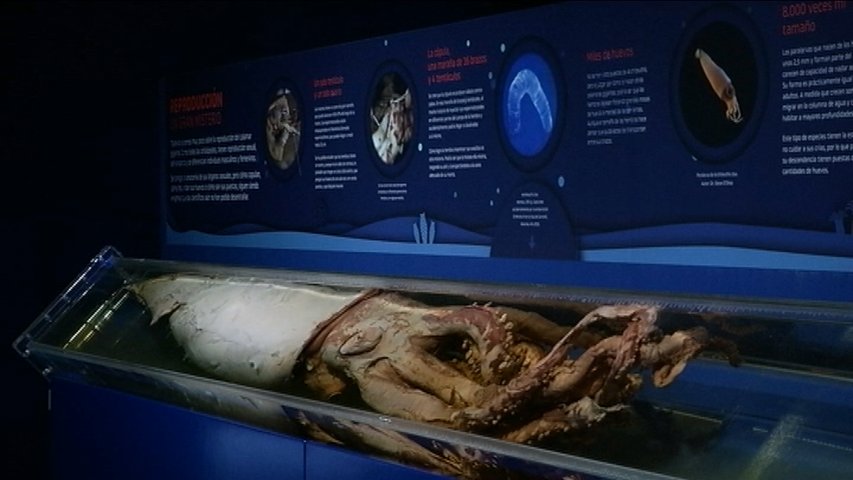 Un ejemplar en el Museo del Calamar Gigante de Lluarca
