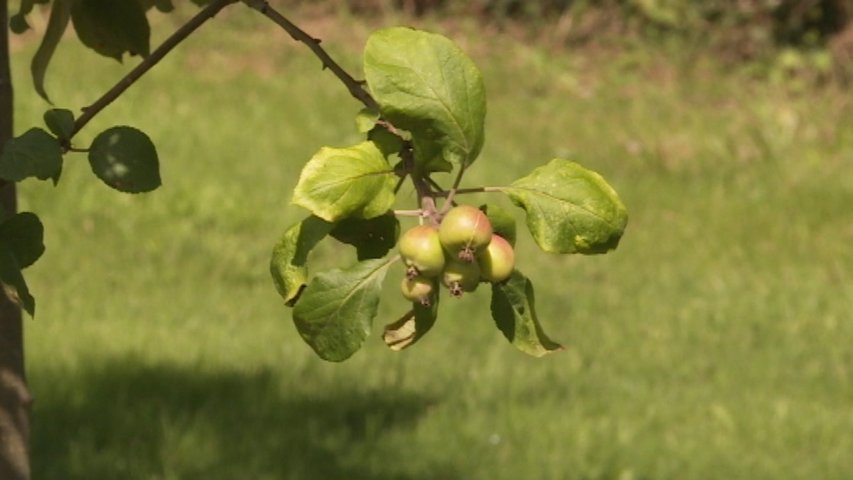 Manzanas en una pumarada
