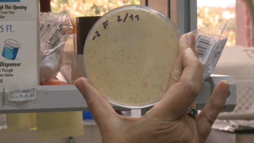 Investigación desde Asturias contra las bacterias resistentes a antibióticos