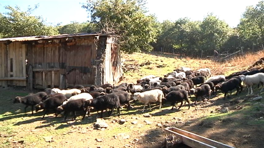 Un rebaño de oveja xalda en una ganadería asturiana