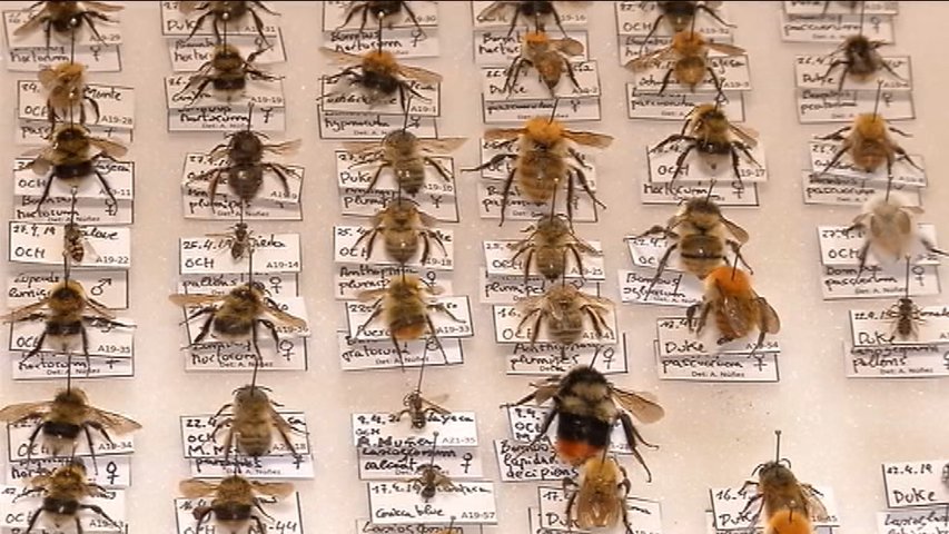 Catálogo de abejas de la Península Ibérica 