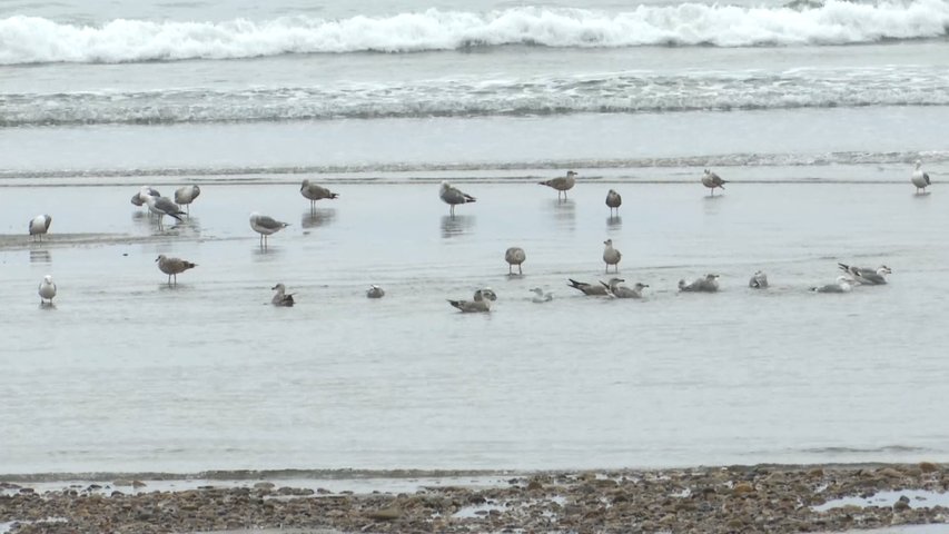 Aves acuáticas en una playa asturiana