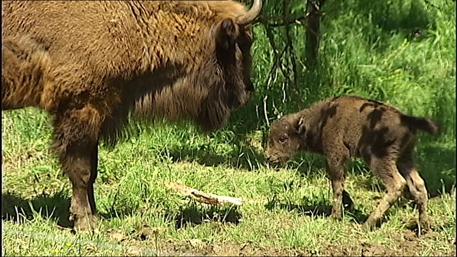 La cría de bisonte nacida en Teverga es macho - Noticias RTPA
